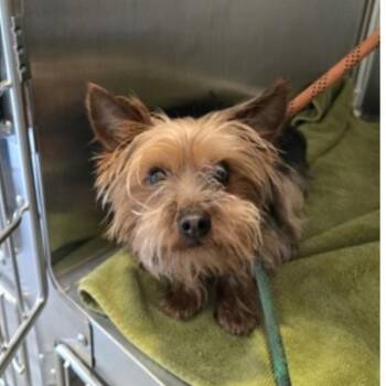 Joey -  Terrier and Yorkshire Terrier Dog for Adoption in Eureka, California - Joey | PetCurious