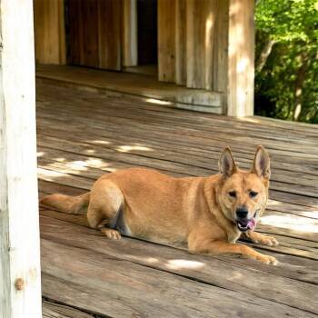 Rescue Shepherd Dogs for Adoption in Kenedy, Texas - Alani | PetCurious