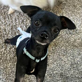 Rocky -  Chihuahua Dog for Adoption in Barrington, Illinois - Rocky | PetCurious