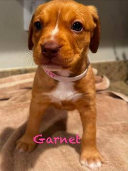 Garnet -  Pit Bull Terrier Dog for Adoption in Mission Viejo, California - Garnet | PetCurious