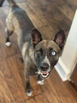 Rescue Shepherd Dogs for Adoption in VERNON ROCKVL, Connecticut - Cooper | PetCurious