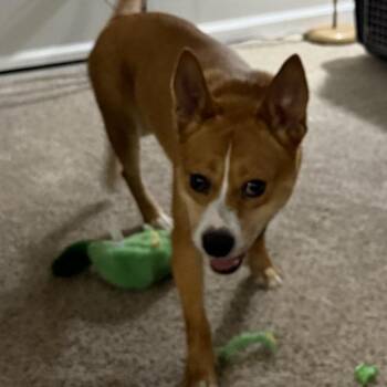 Zimba/healy -  Cattle Dog Dog for Adoption in Cartersville, Georgia - Zimba/healy | PetCurious