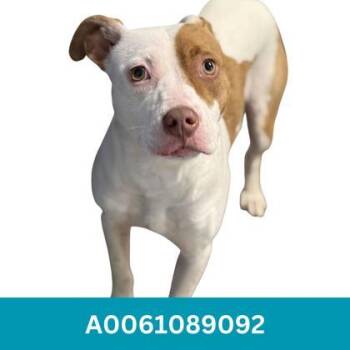 Marsha -  Pit Bull Terrier Dog for Adoption in Red Bluff, California - Marsha | PetCurious