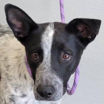 110362 -  Mixed Breed Dog for Adoption in Las Cruces, New Mexico - 110362 | PetCurious