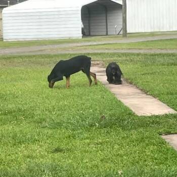 Cocker Spaniel and Poodle Dogs Available for Adoption - Peep D10920 *Arriving 5/1* | PetCurious