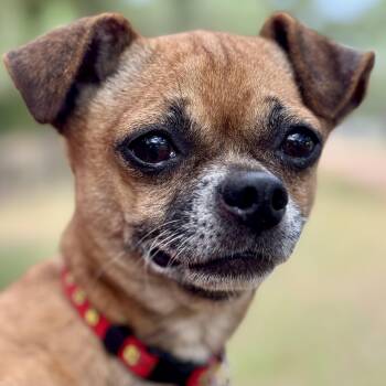 Rescue Chihuahua Dogs for Adoption in Richmond, Texas - Woody | PetCurious