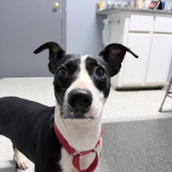 Terrier Dogs Available for Adoption in Richmond, Virginia - Artemis | PetCurious