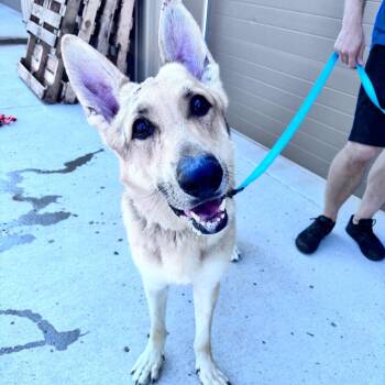 Jed -  German Shepherd Dog Dog for Adoption in Bismarck, North Dakota - Jed | PetCurious