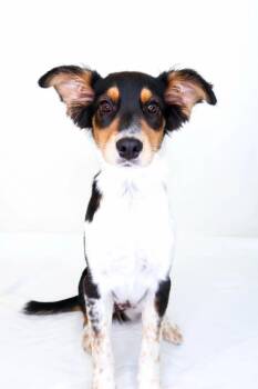 Australian Shepherd Dogs Available for Adoption in Bixby, Oklahoma - Kit | PetCurious