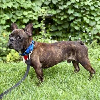 Lucci+ -  French Bulldog and Mixed Breed Dog for Adoption in Elk Grove Village, Illinois - Lucci+ | PetCurious
