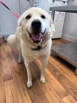 Great Pyrenees and Mixed Breed Dogs Available for Adoption in Fayetteville, Tennessee - Bianca | PetCurious