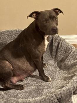 Mozzarella -  American Bulldog Dog for Adoption in Lakeland, Florida - Mozzarella | PetCurious