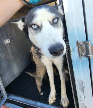 Husky Dogs Available for Adoption - REWONDA | PetCurious