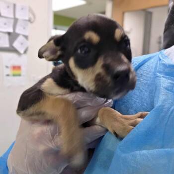 Stella Artois -  Mixed Breed Dog Available for Adoption in Charleston, West Virginia - Stella Artois | PetCurious