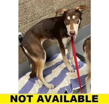 Rescue Husky and Mixed Breed Dogs for Adoption in Eugene, Oregon - Helen | PetCurious