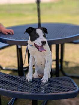 Pointer and Mixed Breed Dogs Available for Adoption in Aiken, South Carolina - Hannah | PetCurious
