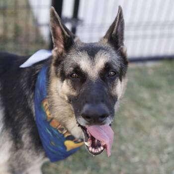 BENSEN -  German Shepherd Dog Dog for Adoption in San Antonio, Texas - BENSEN | PetCurious