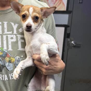 Hoagie -  Chihuahua Dog for Adoption in Oklahoma City, Oklahoma - Hoagie | PetCurious