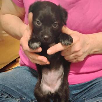 Mixed Breed Dogs Available for Adoption in Dekalb, Illinois - Alexis | PetCurious
