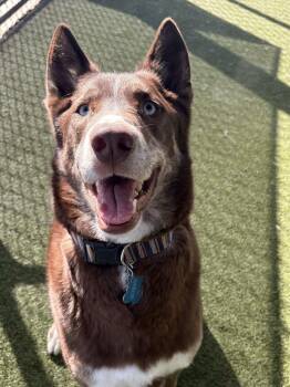 Australian Kelpie Dogs Available for Adoption - Arty | PetCurious