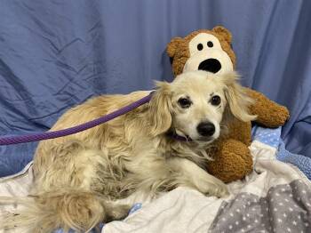 Chihuahua Dogs Available for Adoption in Modesto, California - A609072 | PetCurious