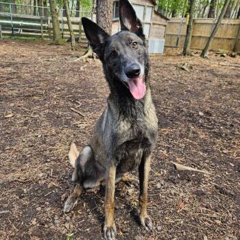 Rescue Belgian Shepherd Malinois Dogs for Adoption in Newark, New Jersey - Jesi | PetCurious