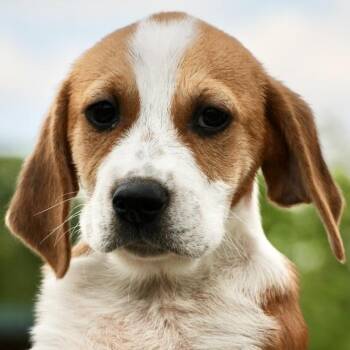 Beagle Dogs Available for Adoption in Frederick, Maryland - Winnie-Available! Www.LHAR.dog To Apply! | PetCurious
