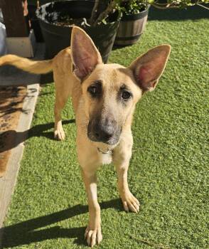 Lady -  Shepherd Dog for Adoption in Longview, Texas - Lady | PetCurious