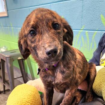 Rockstar Pup: Tina -  Labrador Retriever and Mixed Breed Dog for Adoption in Falls Church, Virginia - Rockstar Pup: Tina | PetCurious