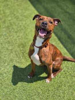 Roxy -  Mixed Breed Dog for Adoption in Detroit, Michigan - Roxy | PetCurious
