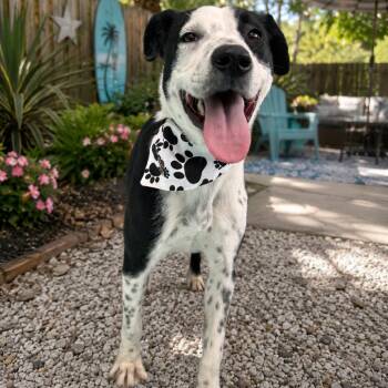 STAN (646) -  Border Collie and Mixed Breed Dog for Adoption in Indiantown, Florida - STAN (646) | PetCurious