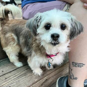 Tara -  Shih Tzu Dog for Adoption in Bowdoin, Maine - Tara | PetCurious