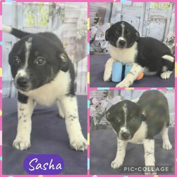 Rescue Border Collie Dogs for Adoption in Tylertown, Mississippi - Sasha | PetCurious