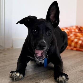 Snookums -  Labrador Retriever and Mixed Breed Dog for Adoption in Green Bay, Wisconsin - Snookums | PetCurious
