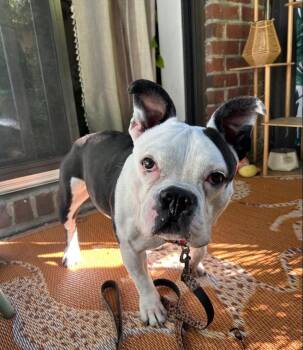 Pudding -  American Bully and French Bulldog Dog for Adoption - Pudding | PetCurious