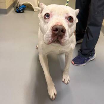 Mixed Breed Dogs Available for Adoption in Asheville, North Carolina - Franklin | PetCurious