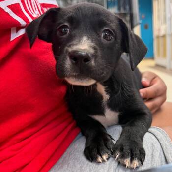 Rainbow -  Mixed Breed Dog for Adoption in Columbus, Georgia - Rainbow | PetCurious