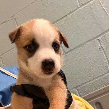 Lennon 2910 -  Husky and Mixed Breed Dog for Adoption in Loxahatchee Groves, Florida - Lennon 2910 | PetCurious