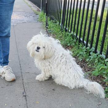 Lhasa Apso Dogs Available for Adoption - SCRUFFY | PetCurious