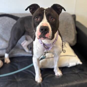 Rescue Pit Bull Terrier Dogs for Adoption in St. Peters, Missouri - Lennon | PetCurious