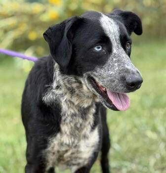 Rescue Border Collie Dogs for Adoption in Warwick, Rhode Island - LUCKY- Local | PetCurious