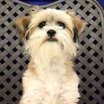 Holly -  Shih Tzu and Maltese Dog for Adoption in Fort Davis, Texas - Holly | PetCurious