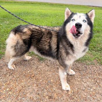 Cloud -  Husky Dog for Adoption in Franklin, North Carolina - Cloud | PetCurious