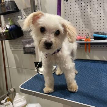 Puck -  Poodle Dog for Adoption in Baton Rouge, Louisiana - Puck | PetCurious