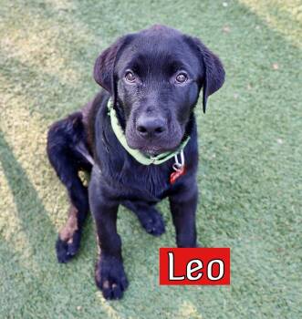 Leo -  Labrador Retriever and Rottweiler Dog for Adoption in Southlake, Texas - Leo | PetCurious