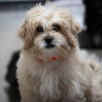 Carlie (AG26-187) -  Pekingese and Miniature Poodle Dog for Adoption in Peyton, Colorado - Carlie (AG26-187) | PetCurious