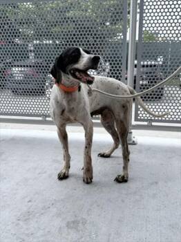 DOT -  Pointer Dog for Adoption in Doral, Florida - DOT | PetCurious