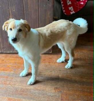 Pumpkin -  Collie Dog for Adoption in West Palm Beach, Florida - Pumpkin | PetCurious