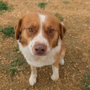 Archie -  Mixed Breed Dog for Adoption in Bentonville, Arkansas - Archie | PetCurious