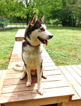 Rescue Husky Dogs for Adoption in Snow Camp, North Carolina - Drogo | PetCurious